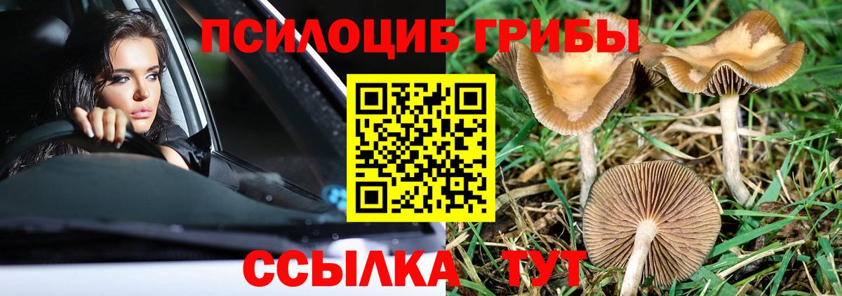 Чернушка  Псилоцибиновые грибы Psilocybine cubensis  Вход с VPN 